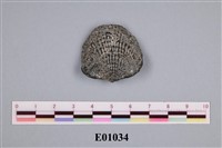 藏品(石燕及其他腕足動物)的圖片